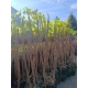 CATALPA KATALPA NA PNIU SZCZEPIONA AURENA -ŻÓŁTA - sadzonki 160 / 180 cm